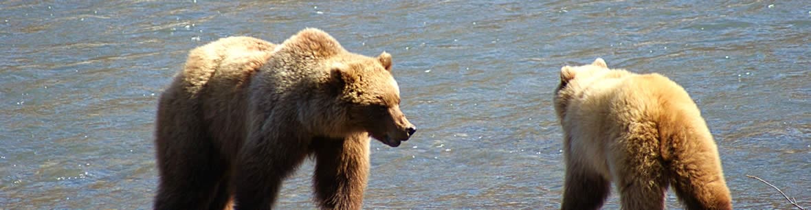 Bears