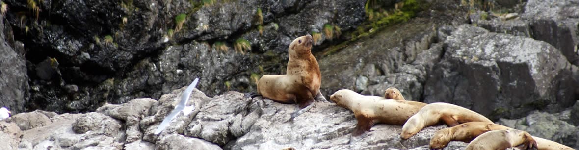 Seals